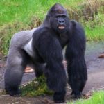World Gorilla Day: Nigeria only has 100 Cross River gorillas remaining