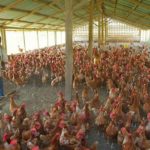 Poultry farmers decry high cost, poultry, Lagos APPEALS, Poultry, NVMA wants