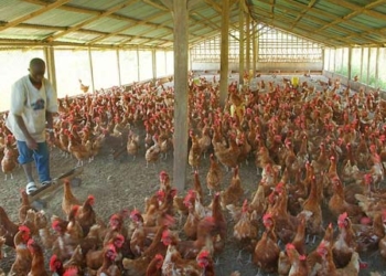 Poultry farmers decry high cost, poultry, Lagos APPEALS, Poultry, NVMA wants