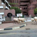 Cattle invade Fed Secretariat Abuja, people run helter-skelter