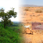 desertification