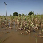 flood Farmland affected by flood in Nigeria