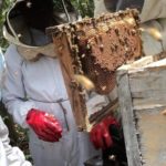 Nigeria to start bee export by 2018