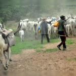 herdsmen,Oyo farmlands invaded by herdsmen