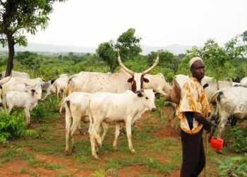 Suspected herdsmen kill two, Herdsmen kill three farmers, Nigerians in Canada fault, Low compliance by herdsmen, fulani herdsmen, Herder-farmer clashes