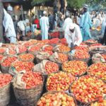 tomato farmers, pepper