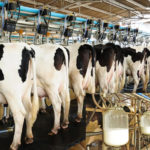 Nigerian cows produce less than a litre of milk daily —Ogbeh