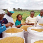 Eggua rice community: Ogun goose laying golden egg