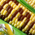 NBMA alerts Nigerians to imported GM maize