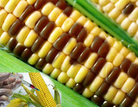 NBMA alerts Nigerians to imported GM maize