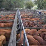 livestock, How Nigeria'll make N2trn