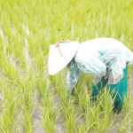expensive despite over CBN, rice farmers get seedlings, Rice initiative to empower, Benin Republic RIFAN partnership, rice production, rice, climate change, insurance, farmers