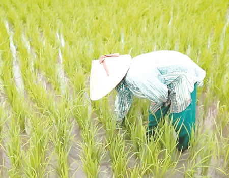 rice, climate change, insurance, farmers