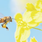Climate’s effects on flowers critical for bees
