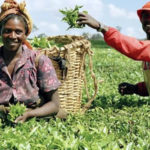 women farmers, APPEAL project, women, youths