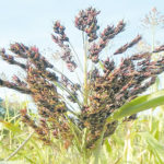 sorghum