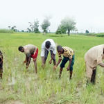 youth, training Oyo farmer