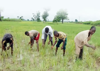 youth, training Oyo farmer