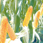 Food security Nigeria to begin ‘massive production’ of four maize