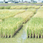 maize production, RIFAN, rice farming