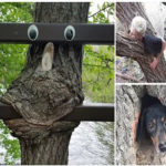 amazing trees