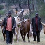 Majority of Cattle herders, Oyo, cattle, Open Grazing, herdsmen