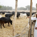Buhari, Grazing reserves