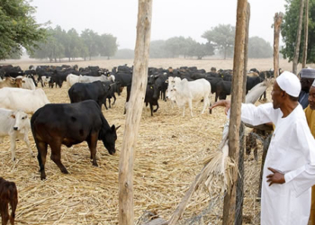 Buhari, Grazing reserves