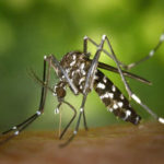 Mosquito