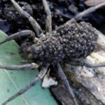 spiders