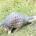 pangolin