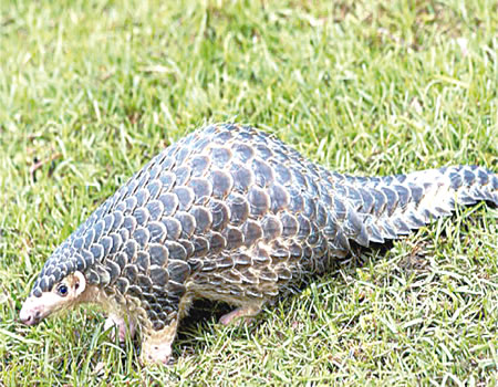 pangolin
