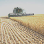 FMAN trains 5,000 farmers in Sokoto on modern wheat farming, Wheat, impending food crisis