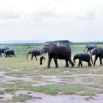 WildAid partners FG Lagos, Wildlife elephants