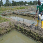 farmer, fish farmers production flooding