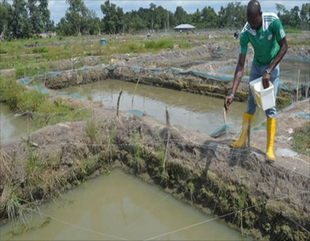 farmer, fish production flooding