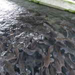 catfish fish production, Farming fisheries