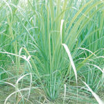 Lemon Grass, love