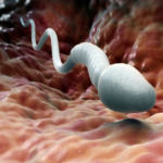 sperm Oyo covid-19