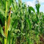 Maize scarcity looms, farmers acquire combine harvest , MAGPAMAN CBN maize, farmers, FG, COVID-29