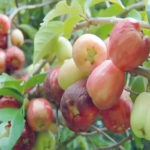 apples Agronomist