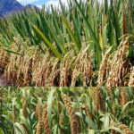 Rice plantation