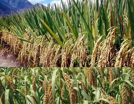 Rice plantation