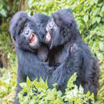 Rwanda