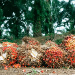 Stakeholders seek policies, PIND, oil palm farmers