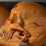 skulls