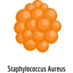 Staphylococcus