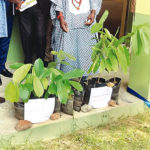 Elemi, promote research on indigenous plants