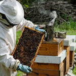 beekeeping