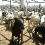 rams cost N250000, How Muslims are lamenting, rams, Sallah ram prices, FCTA set to seek